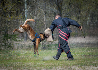 A photo of training in the forest of a strong, beautiful dog with its cynologist [German Shepherd]