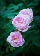 A photo of very beautiful pink roses growing in the garden