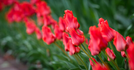 A photo of very beautiful red tulips that growing in the garden