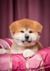 A portrait photo of a little cute and fluffy puppy laying on a pink sofa and posing for photos  [akita inu]