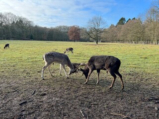 Naklejka premium natur