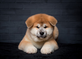 A portrait photo of a little, cute, and very fluffy doggie [akita inu]