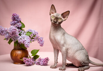 A pretty sphynx cat sitting and posing for the photo with some beautiful purple flowers [canadian sphynx]