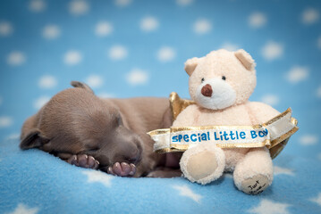 A tiny and very cute puppy sleeping next to its favorite teddy bear and dreaming about something...