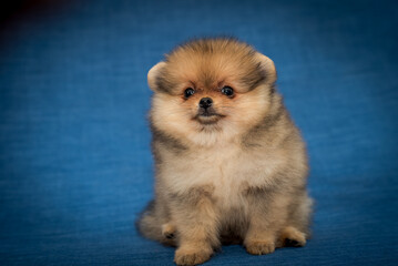 A tiny cute doggie laying on the fluffy purple pillow and looking straight into the camera. [Pomeranian spitz]