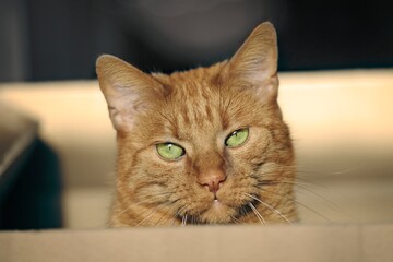 Close-up of cute ginger cat sitting in a cardboard box and looking to the camera.	