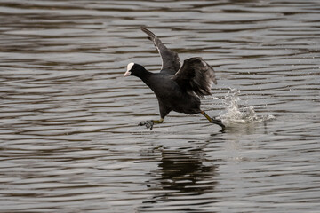 An Eurasian coot (Fulica atra), also known as common coot, taking off running across the water surface.