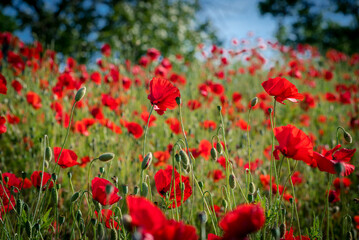 Fototapeta na wymiar A very bright and beautiful photo of nice red poppies