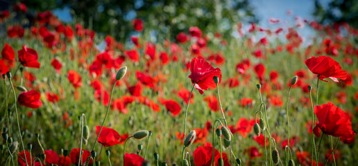 Obraz na płótnie Canvas A very bright and beautiful photo of nice red poppies