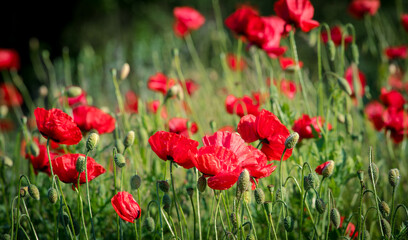 A very bright and beautiful photo of nice red poppies.