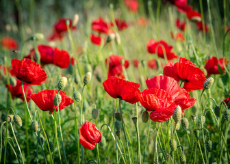 A very bright and beautiful photo of nice red poppies