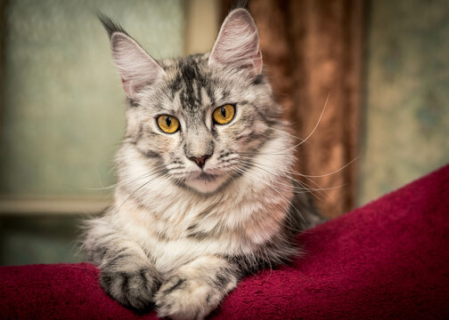 A very cute and fluffy cat sitting on the pink pillow and posing for a photo