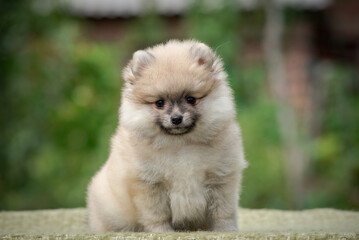 Naklejka na ściany i meble An extremely beautiful and furry puppy, sitting in the park and smiling [Pomeranian spitz]