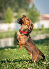 An extremely beautiful puppy playing and jumping in the field and just enjoying nature [Dachshund]