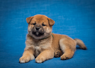Obraz premium An extremely fluffy dog proudly laying and posing for the photo on the blue background [Shiba inu]