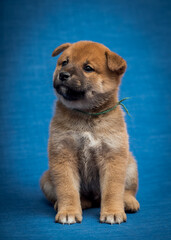 An extremely fluffy dog sitting with the blue background and looking somewhere away, probably waiting for some treat [Shiba inu]
