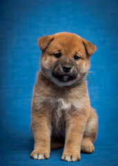  An extremely fluffy dog sitting with the blue background and thoughtfully looking into the camera [Shiba inu]