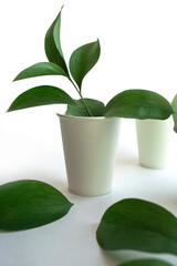 A white cup with a plant inside. Eco concept. Coffee cup and tea cup template.