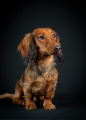 Beautiful dog sitting and posing for the photo with the black background (Dachshund)