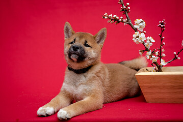 Extremely beautiful dog sitting and posing for the picture with the branch oh sakura next to him [Shiba inu]