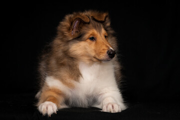 Extremely cute puppy laying, looking somewhere away and posing for the photo with the black...