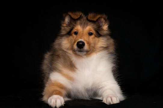 Extremely cute puppy laying, looking straight into the camera and posing for the photo with the black background [collie dog]