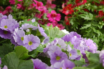 pink and purple flowers