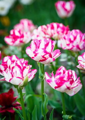 Many beautiful pink with white flowers growing in the backyard