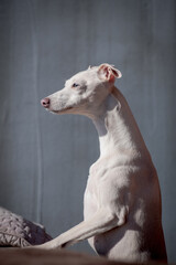 Profile photo of a pretty, white dog, thoughtfully looking somewhere [Italian greyhound]