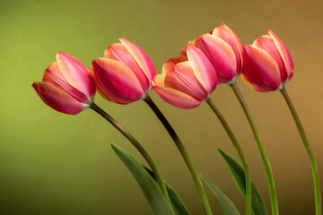 Row of tulip flowers on abstract sunset background