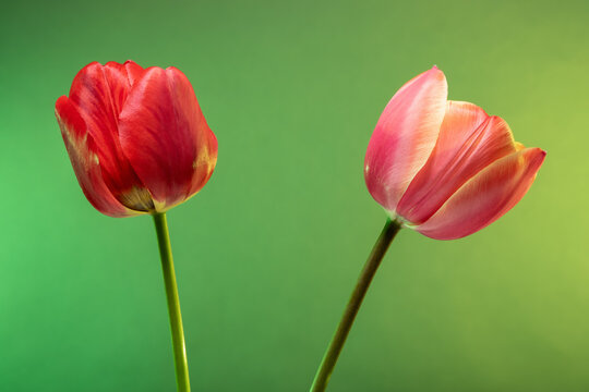 Two tulip flowers on abstract sunrise background