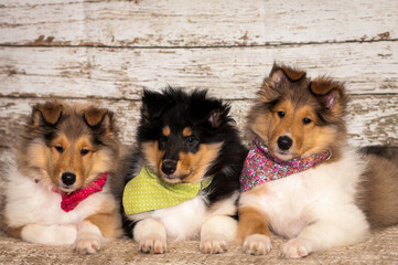 Three very cute and furry puppies wearing collars of different colors and looking into the camera...
