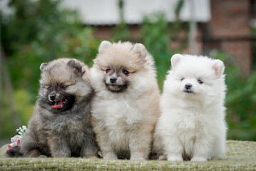 Three very cute puppies sitting in the part, smiling and just spending time together and enjoying nature [Pomeranian spitz]