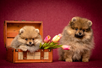 Two beautiful dogs posing for the photos, one of them sitting in the box with tulips and another...