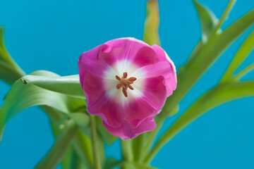 Pink tulip on a blue background