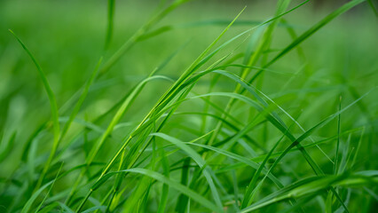 Cynodon dactylon, known as Bermuda grass, Dhoob, dūrvā , ethana grass, dubo, dog's tooth, Bahama, devil's, couch, Indian doab, arugampul, grama, wiregrass and scutch grass, is a grass found worldwide.