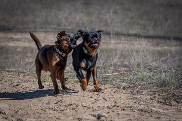 Two cute dogs during the morning walk decided to run and play together in the field