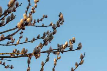 Holly willow or red-leafed willow, or red willow, or shelyuga (Latin Salix acutifolia) is a species of deciduous trees or shrubs of the genus Willow (Salix) of the Willow family (Salicaceae)