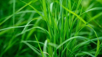 Cynodon dactylon, known as Bermuda grass, Dhoob, dūrvā , ethana grass, dubo, dog's tooth, Bahama, devil's, couch, Indian doab, arugampul, grama, wiregrass and scutch grass, is a grass found worldwide.
