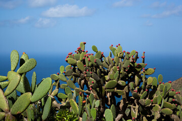 cactus and prickly pear, Tenerife