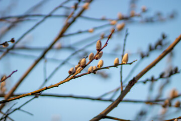 Holly willow or red-leafed willow, or red willow, or shelyuga (Latin Salix acutifolia) is a species of deciduous trees or shrubs of the genus Willow (Salix) of the Willow family (Salicaceae)