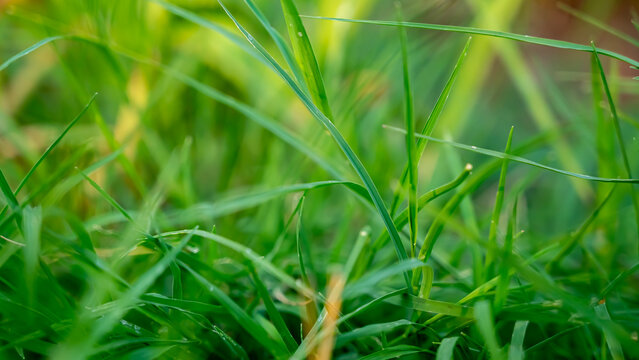 Cynodon dactylon, known as Bermuda grass, Dhoob, dūrvā , ethana grass, dubo, dog's tooth, Bahama, devil's, couch, Indian doab, arugampul, grama, wiregrass and scutch grass, is a grass found worldwide.