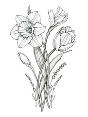 Narcissus, tulip and lavender, spring flowers. Black and white graphics drawn in ink by hand. Illustration for coloring, postcard, print.
