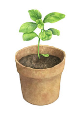 Basil plant in a pot, gardening hobby. Hand drawn watercolor botanical illustration isolated on white background. Image for natural design, labels, postcards.