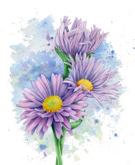 Beautiful aster flowers on abstract watercolor background. Botanical hand drawn illustration. Image for postcard, poster, label, invitation. - obrazy, fototapety, plakaty