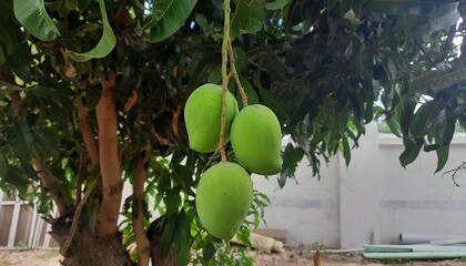 Three beautiful green colored mangoes on the mango tree.