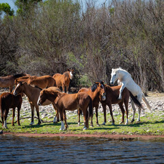 Fototapeta premium Wild horses in the lower Salt River area of the Tonto National Forest.