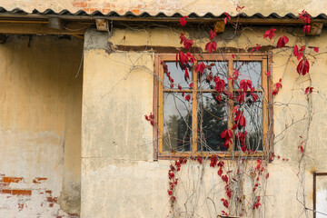 Old window with flowers on a plastered brick wall