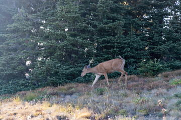 deer walking through grass and flowers in mountain meadow
