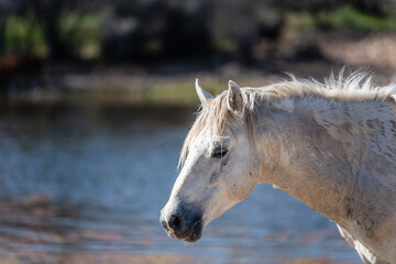 Wild horses in the lower Salt River area of the Tonto National Forest.
